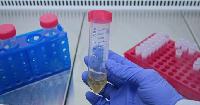 A scientist examines the contents of a large test tube in a sterile laboratory cabinet against the background of test tubes in a rack.
