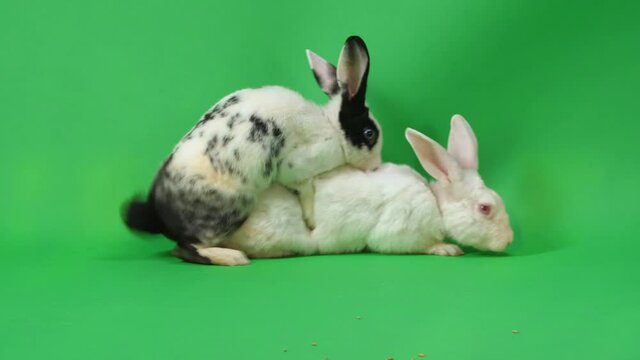 Rabbits Is Breeding On Green Screen Background
