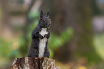 Funny Squirrel 