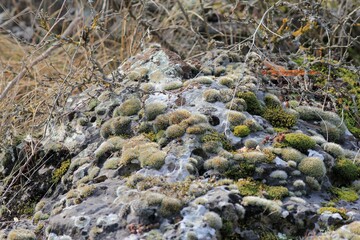 Moss and lichens on rocks in the forest