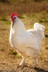 Rooster faverolles in freedom