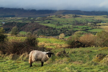 Fototapeta premium Sheep: Suffolk lamb on farmland in rural Ireland with rolling hills landscape in background