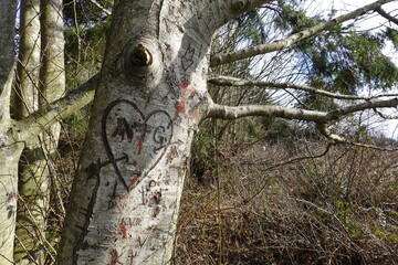 carved initials letter of lovers on the tree.