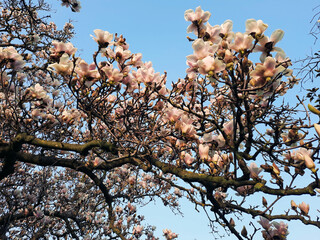 gli spettacolari rami dell'albero dell'orchidea, fioriti in primavera