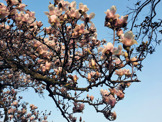 gli spettacolari rami dell'albero dell'orchidea, fioriti in primavera