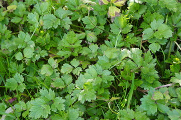 Ranunculus repens, the creeping buttercup, is a flowering plant in the buttercup family Ranunculaceae, native to Europe, Asia, and northwestern Africa.