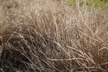 Canada wildrye is a native, cool-season perennial bunchgrass that grows 2.5- to 5- feet tall. 