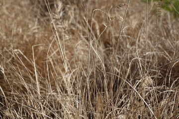 Canada Wild Rye nodding seed heads and warm green mid-summer color are readily identifiable. It is a cool-season grass.