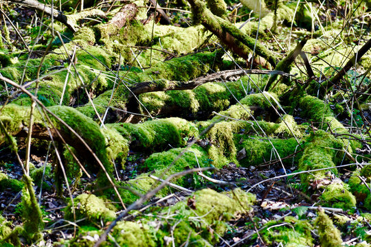 Old roots covered with moss, Coombe Abbey, UK
