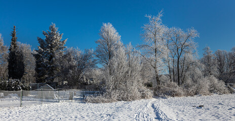 Sachsendorfer Wiesen, Winter, Cottbus, Brandenburg, Germany