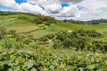Vineyards and forest in valley