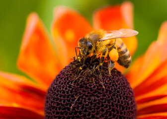 bee on orange flower