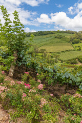 Fototapeta na wymiar Flowers and Grapes in vineyards