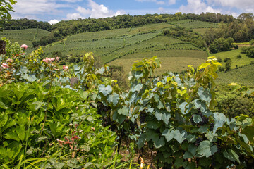 Fototapeta na wymiar Flowers and Grapes in vineyards