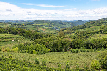 Obraz premium Vineyards and forest in valley