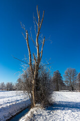 Sachsendorfer Wiesen, Winter, Cottbus, Brandenburg, Germany