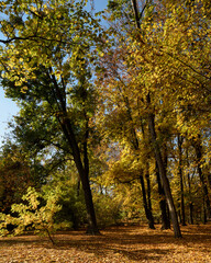 Fototapeta na wymiar Beautiful autumn nature in the forest or in the park. A path with autumn leaves. Nature landscape in sunny weather