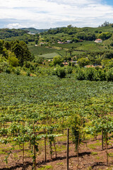 Fototapeta na wymiar Village around vineyards