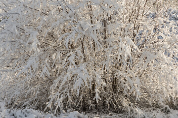 snow on trees. snow covered tree in the middle of winter in the northern of Scotland.