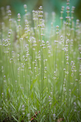 Beautiful detail of a fragrant field of lavender flowers in a blooming garden. Image for agriculture, perfumery, cosmetics, spa, medical industry and various promotional materials.