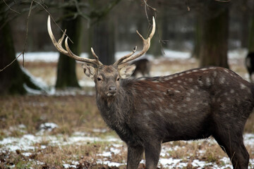 Dybowskii Deer Close Up Winter Forest