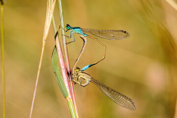 Common Bluetails mating, Namadgi NR, ACT, February 2021