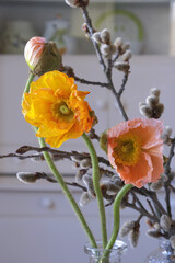 Orange and salmon poppy flowers with a bud on the background of blurred quaking aspen flowers