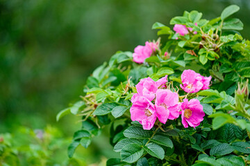 Pink Blossoms in front of Bokeh Background