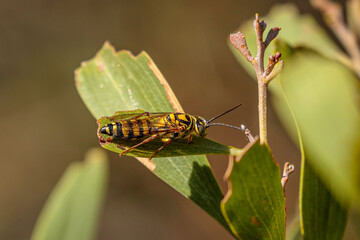 European wasp, Namadgi NR, ACT, February 2021