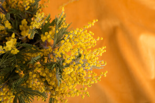 Bright yellow mimosa flowers on a waved yellow velour textile.