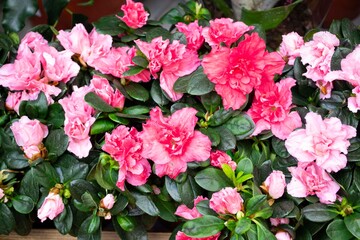 Hybrid pink azalia or rhododendron hybridum close up