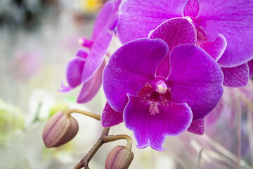 Fototapeta na wymiar magenta or purple vivid orchid flowers close up