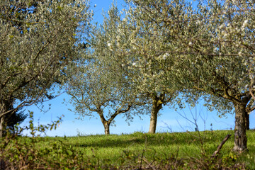 First days of spring on the hills. The olive trees, with their green leaves, stand out on the blue sky