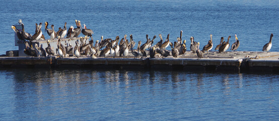 A floating dock in in the calm blue water of a southern California harbor occupied by a large colony of brown pelicans