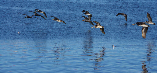 View of California Brown Pelicans flying