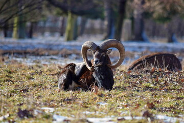 Mouflon Male Lying in Grass Sunny Winter