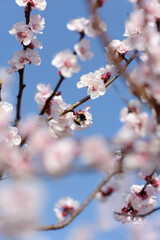 Spring has arrived, the fruit trees fill up with colors and perfumes to attract pollinator insects