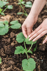 Female Worker is transplanting young pumpkin sprout in to the soil, in the garden, woman is planting squash seedling in the farmers field, agriculture and farming concept