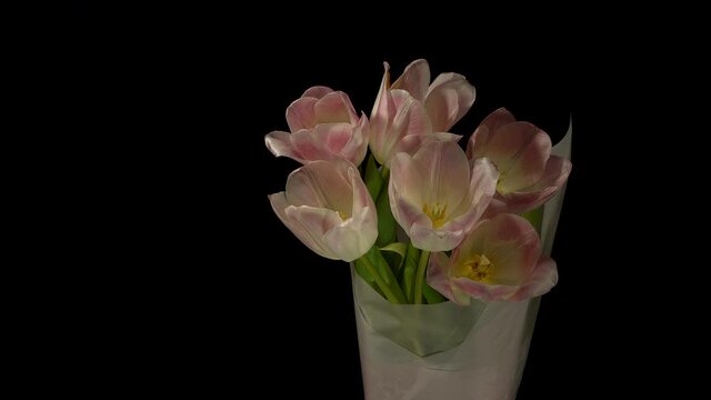 Time-lapse of opening and dying pink tulips bouquet on a dark background