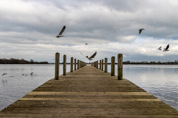 Seagulls fliying over Oxford Island Jetty. Lough Neagh, County Antrim, Northern Ireland