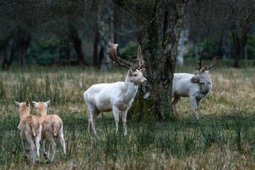 Obraz premium Fallow deer stags