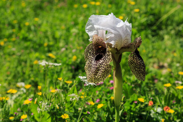 Iris flower grows in the wild