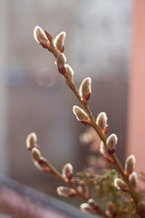 buds of willow