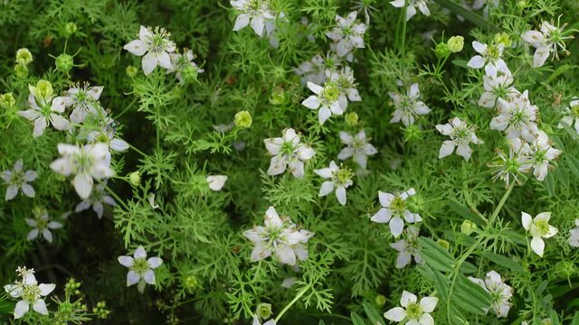 White Nigella sativa flowers are blooming and swaying in the field. White and green flower background. 4k Video. 