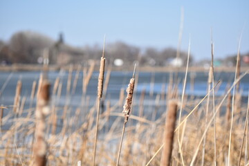 Naklejka premium Cattails