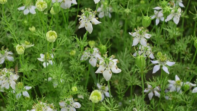 White Nigella sativa flowers are blooming and swaying in the field. White and green flower background. 4k Video. 