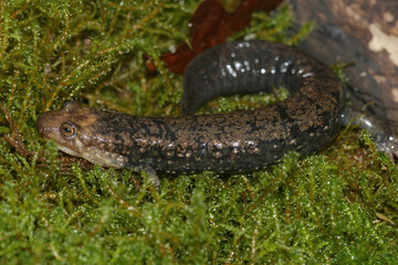 Obraz na płótnie Canvas Closeup of the blackbelly salamander, Desmognathus quadramaculatus on green moss