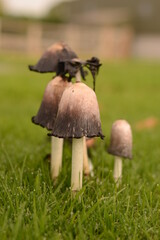 Wild Mushrooms