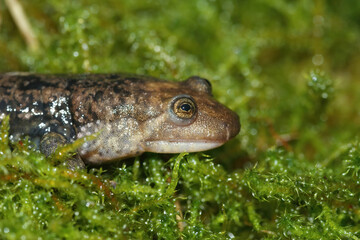 Facial closeup of the blackbelly salamander, Desmognathus quadramaculatus on green moss