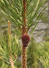 Fototapeta premium Lodgepole Pine (Pinus contorta) cone on a tree in Beartooth Mountains, Montana
